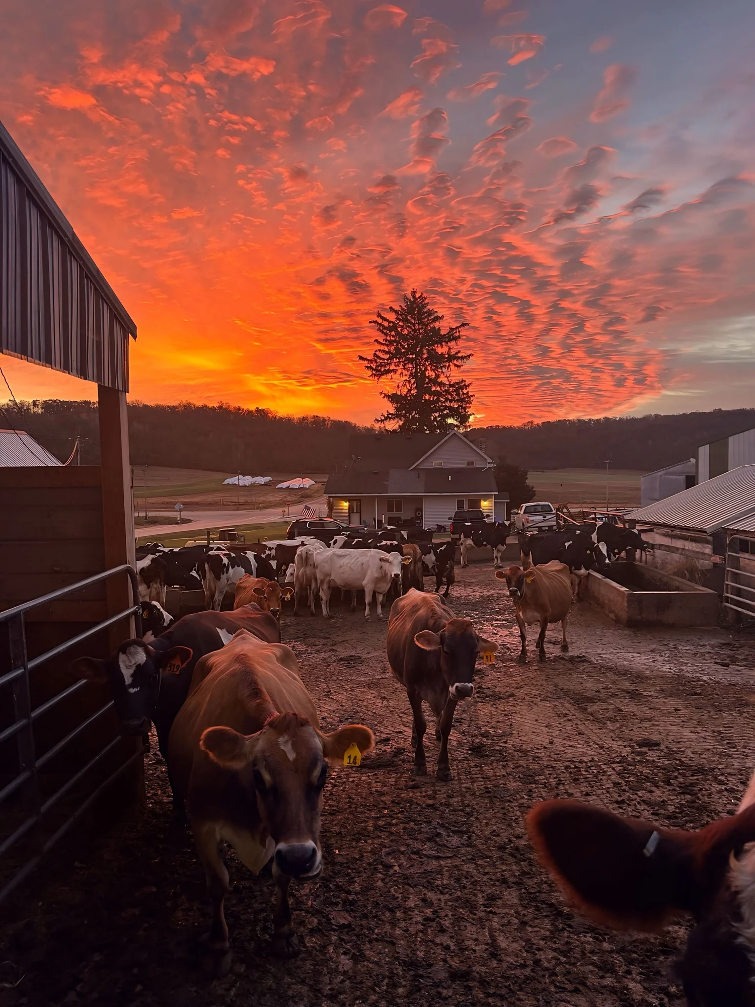 Nonn family Holstein dairy cows grazing in a green Cross Plains, Wisconsin pasture at sunset